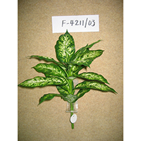 Dieffenbachia Bush