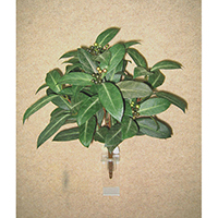 Round Laurel Bush