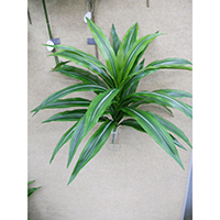 Dracaena Bush