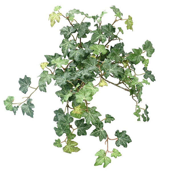 Lace Ivy Hanging Bush