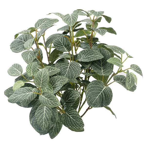 Fittonia Bush