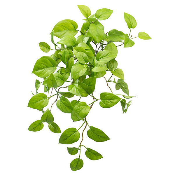 Pothos Bush