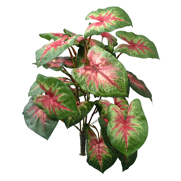 Caladium Bush