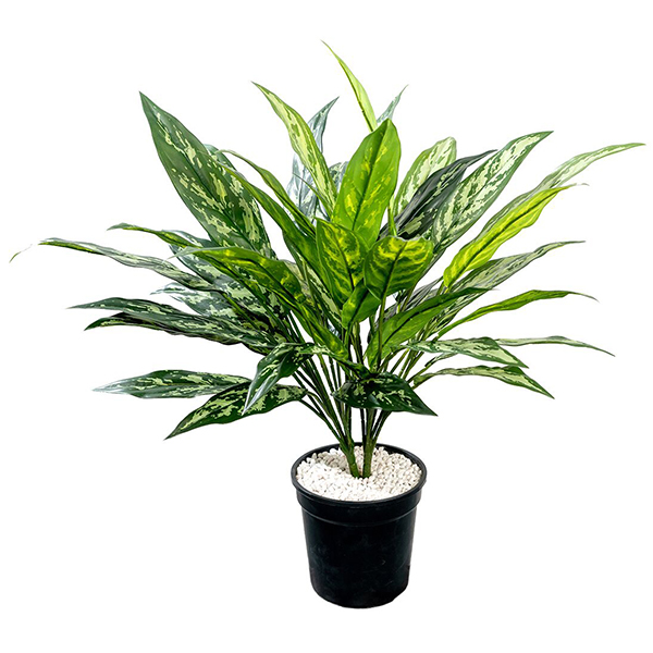 28 inches Silver Queen Bush