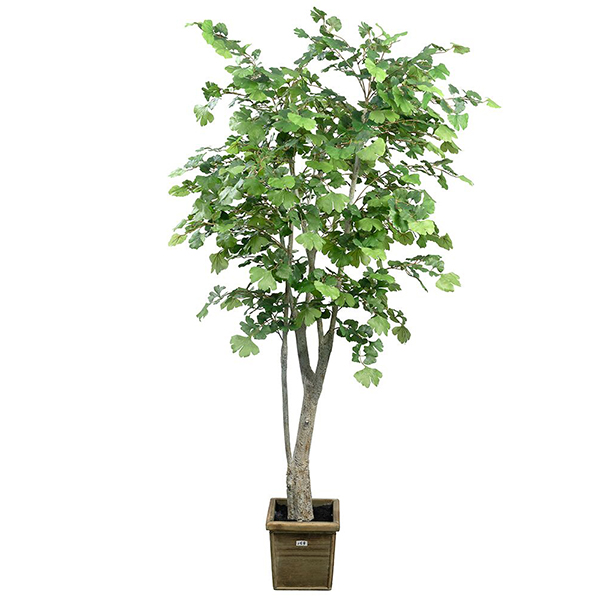 6 ft Gingo Tree
