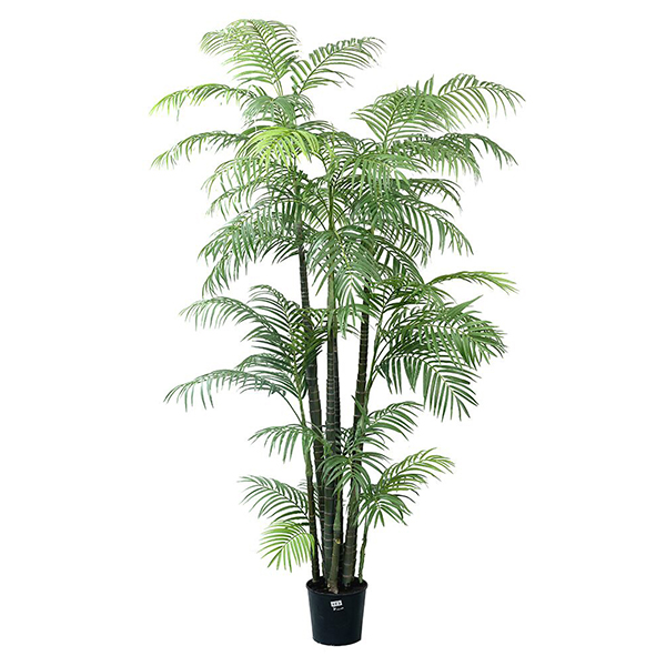 7 ft Areca Palm
