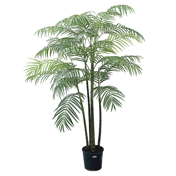 5 ft Areca Palm