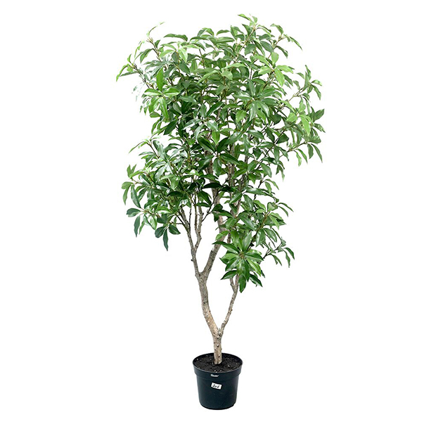 Laurel Tree
