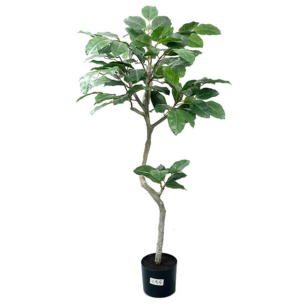 4 ft Banyan Giant Tree