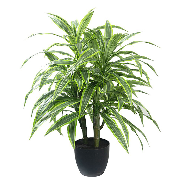3 ft Dracaena Plant