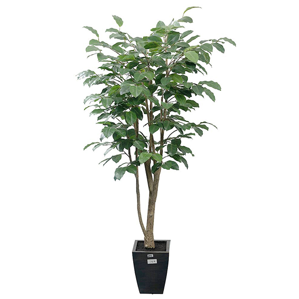 6 ft Banyan Giant Tree