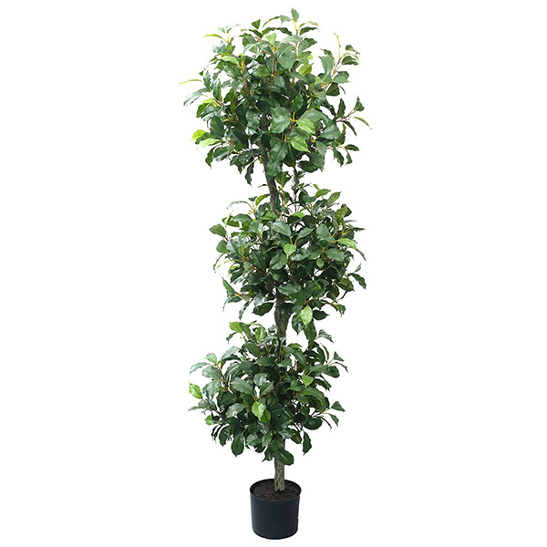 5 ft Ficus Tree