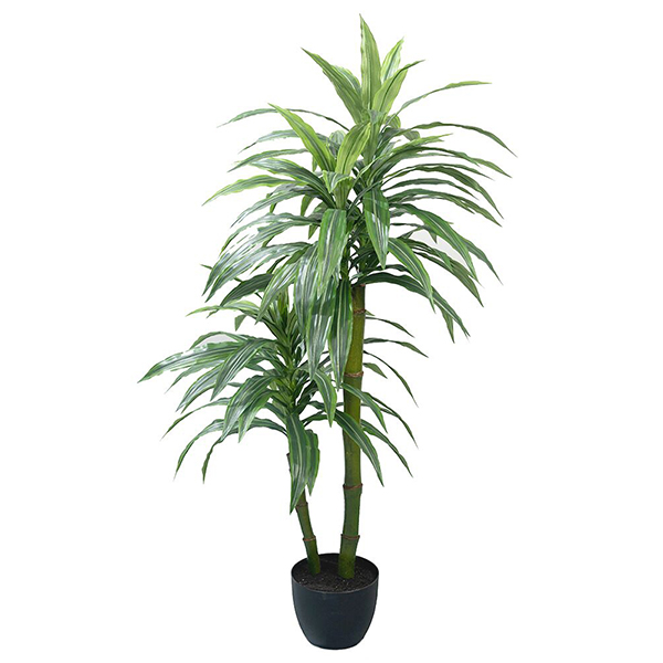 60 Inch Dracaena Plant