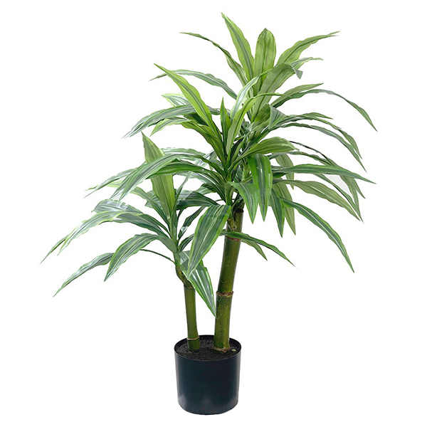 36 Inch Dracaena Plant