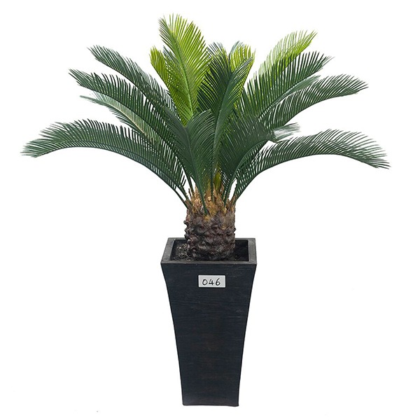 3 ft Cypas Palm