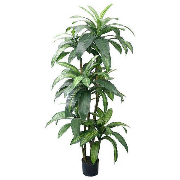 5 ft Dracena Tree