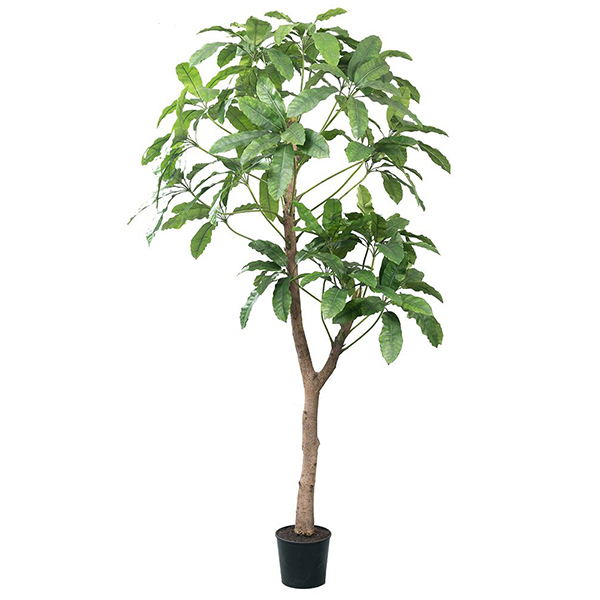 84 Inch Giant Schefflera Tree