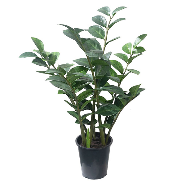 2 ft Zamioculcas Zamiifolia Potted Plant