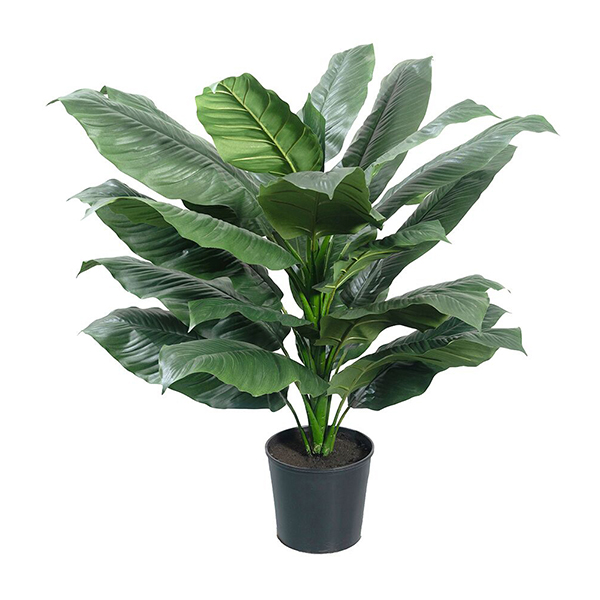 42 Inch Sphathiphyllum Plant