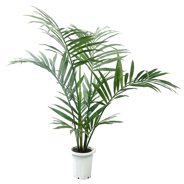 4 ft Kentia Palm