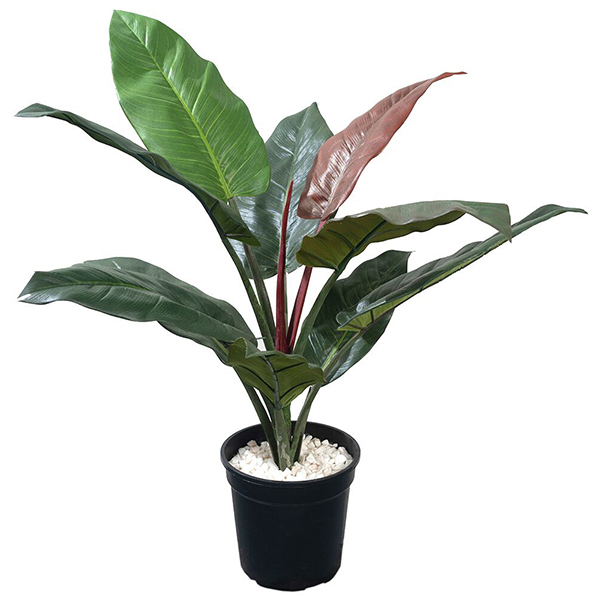 34 inches Philodendrom Bush