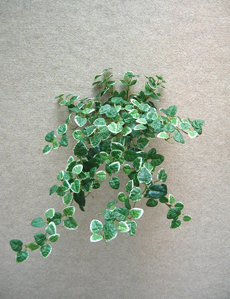 Pumila Hanging Bush (M)