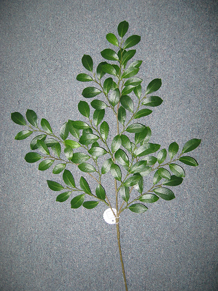 Ruscus