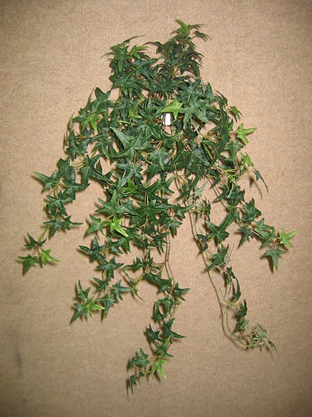 Star Ivy Hanging Bush x 14 w/282 lvs