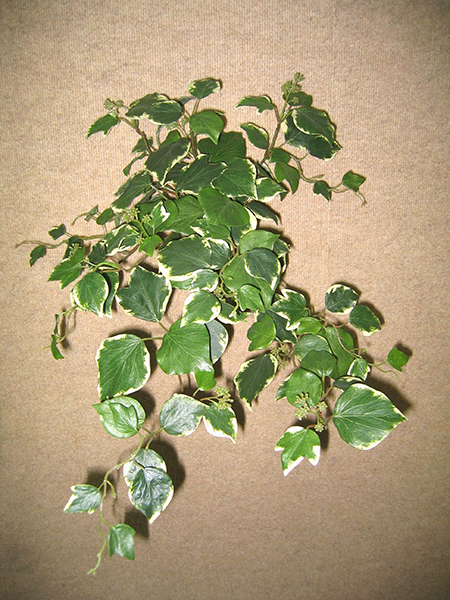 French Ivy Hanging Bush