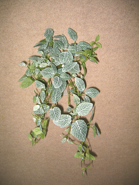 Fittonia Bush