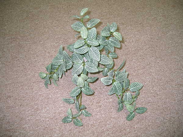 Fittonia Hanging Bush