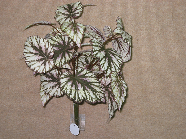 Rex-Begonia Bush