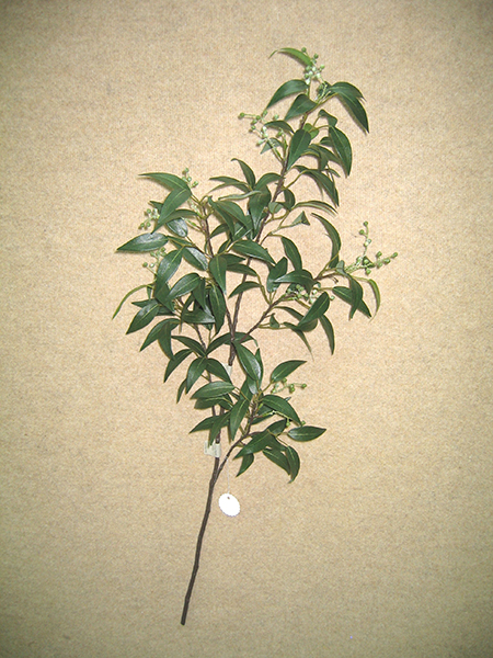 Smilax Spray