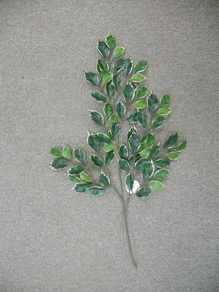 Mini Ficus Spray