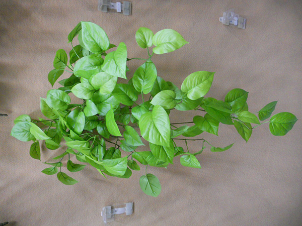 Pothos Bush