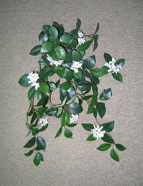 Jasmine Bush