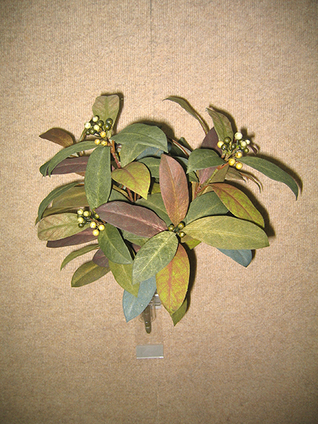 Round Laurel Bush