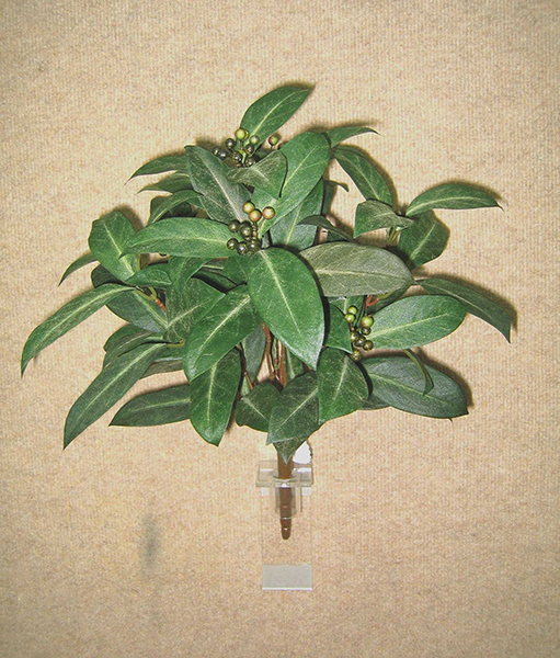 Round Laurel Bush