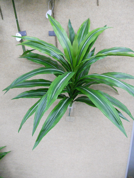 Dracaena Bush