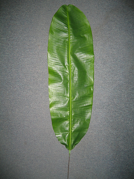 Banana Leaf