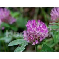 Red Clover Extract