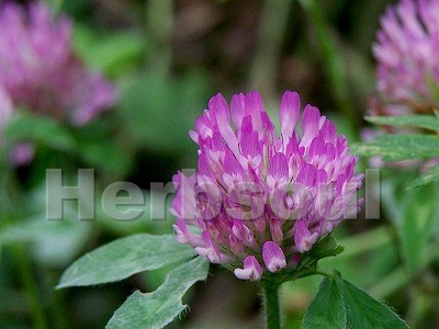 Red Clover Extract