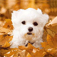 Lenticular post card