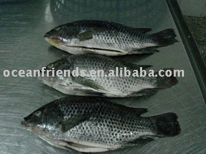 Frozen Tilapia Fillet