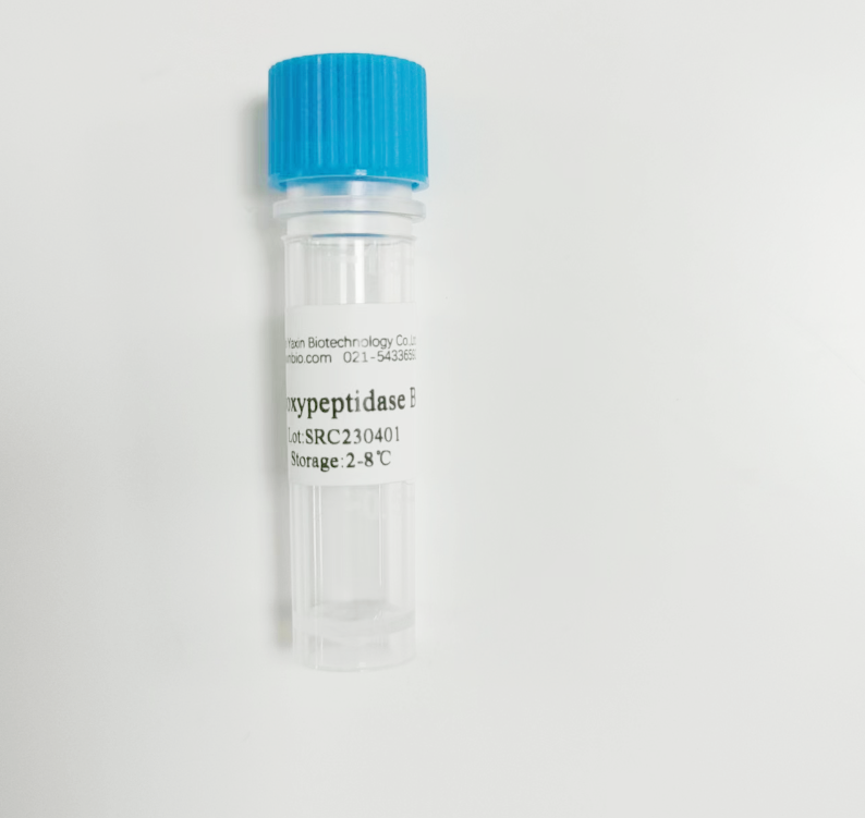 Recombinant Carboxypeptidase B