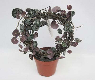 13CM(D) X 23CM(H) ROSARY VINE IN ROUND SHAPE ON BROWN PLASTIC POT.