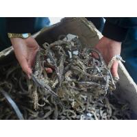 Dried Sea Horse For Sale