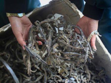 Dried Sea Horse For Sale