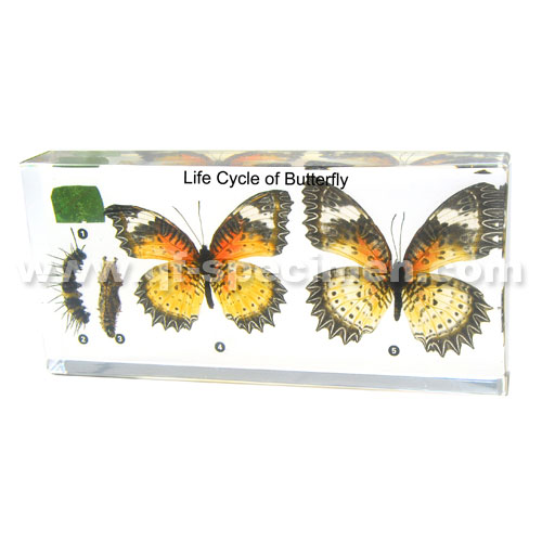 Life Cycle Of Butterfly