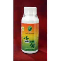 Moringa Capsule For Sale